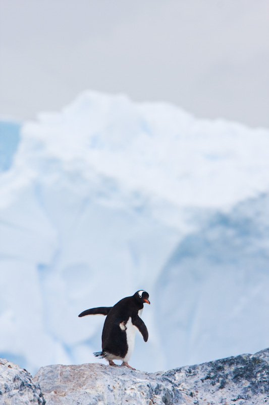 Gentoo Penguin